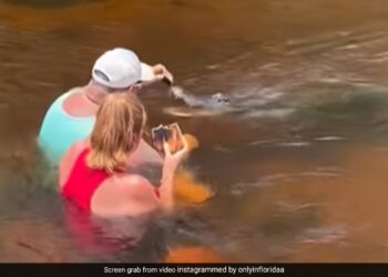 Alligator Viral Video: Unfazed By Danger Involved, US Man Hand Feeds An Alligator | Man Feeds Alligator By Hand And Pets It, Viral Video Angers Netizens, Couple Feeding Aligator In River