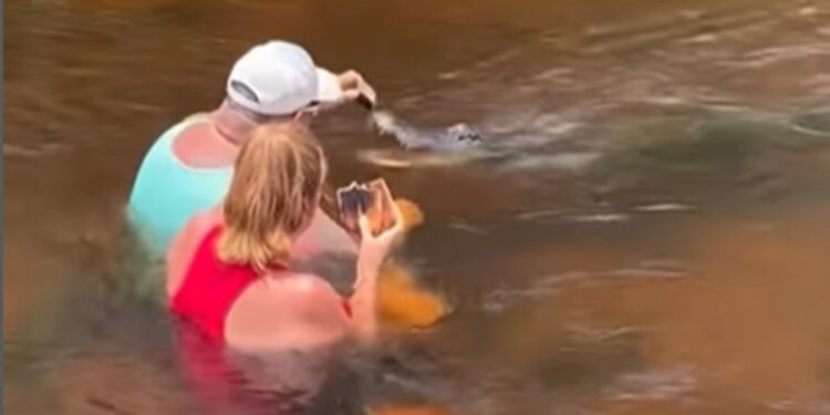 Alligator Viral Video: Unfazed By Danger Involved, US Man Hand Feeds An Alligator | Man Feeds Alligator By Hand And Pets It, Viral Video Angers Netizens, Couple Feeding Aligator In River