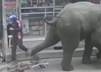 Wildlife Viral Video: The Elephant Created A Ruckus By Entering The Shop, Seeing The Customers And Shopkeepers Started Running Away, Hathi Ka Video, Hathi Ka Humla