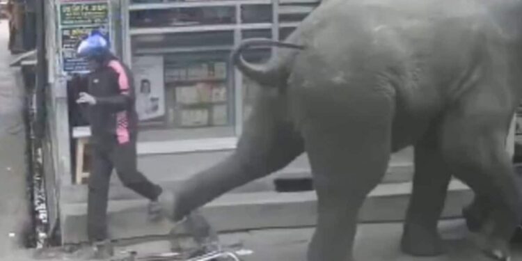 Wildlife Viral Video: The Elephant Created A Ruckus By Entering The Shop, Seeing The Customers And Shopkeepers Started Running Away, Hathi Ka Video, Hathi Ka Humla