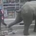 Wildlife Viral Video: The Elephant Created A Ruckus By Entering The Shop, Seeing The Customers And Shopkeepers Started Running Away, Hathi Ka Video, Hathi Ka Humla