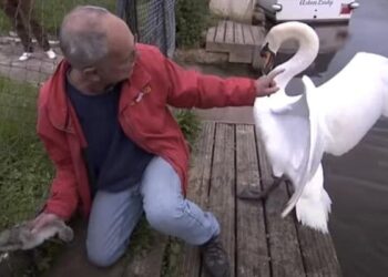 Angry Swan Try To Attack Man: Man Gets Attacked By Mother Swan While Saving Its Baby Stuck In Fence Old Video Goes Viral