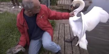 Angry Swan Try To Attack Man: Man Gets Attacked By Mother Swan While Saving Its Baby Stuck In Fence Old Video Goes Viral