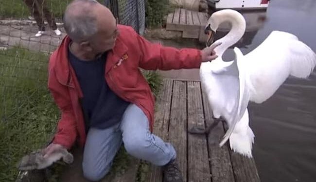 Angry Swan Try To Attack Man: Man Gets Attacked By Mother Swan While Saving Its Baby Stuck In Fence Old Video Goes Viral