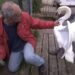 Angry Swan Try To Attack Man: Man Gets Attacked By Mother Swan While Saving Its Baby Stuck In Fence Old Video Goes Viral