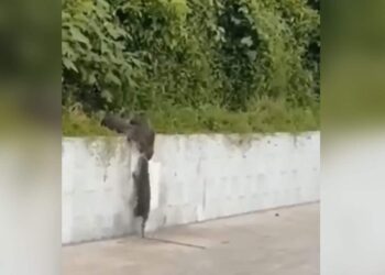 Seeing The Herd Of Mongoose, You Will Also Remember Your Best Friend, Vivek Bindra Shared The Video