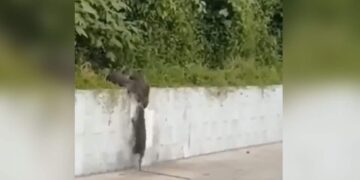 Seeing The Herd Of Mongoose, You Will Also Remember Your Best Friend, Vivek Bindra Shared The Video
