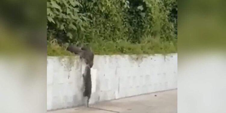 Seeing The Herd Of Mongoose, You Will Also Remember Your Best Friend, Vivek Bindra Shared The Video