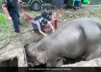 Mother Elephant With Baby Were Trapped After Falling In A Deep Drain Rescue Lasted For 3 Hours Then Saved Life Old Video Goes Viral