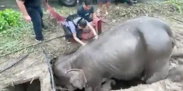 Mother Elephant With Baby Were Trapped After Falling In A Deep Drain Rescue Lasted For 3 Hours Then Saved Life Old Video Goes Viral