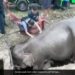 Mother Elephant With Baby Were Trapped After Falling In A Deep Drain Rescue Lasted For 3 Hours Then Saved Life Old Video Goes Viral
