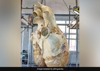 Have You Ever Seen The Heart Of A Blue Whale Picture Of 181 Kg Heart Goes Viral Harsh Goenka Shares Photo