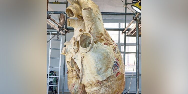Have You Ever Seen The Heart Of A Blue Whale Picture Of 181 Kg Heart Goes Viral Harsh Goenka Shares Photo