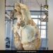 Have You Ever Seen The Heart Of A Blue Whale Picture Of 181 Kg Heart Goes Viral Harsh Goenka Shares Photo