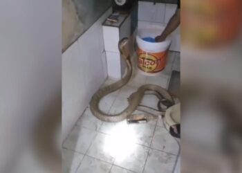 The Person Bathed The Dangerous Snake By Holding Its Hood, You Will Be Shocked To See The Video