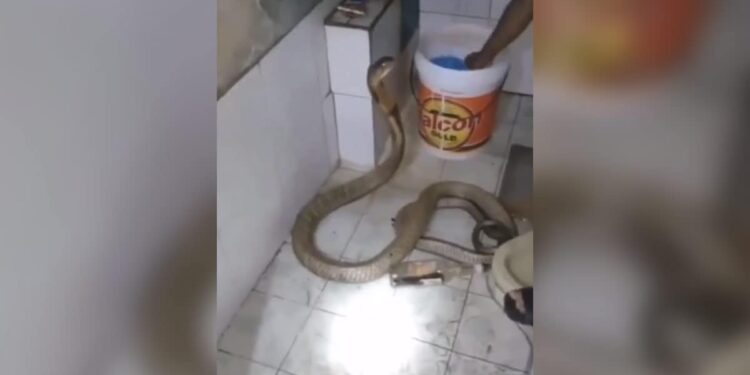 The Person Bathed The Dangerous Snake By Holding Its Hood, You Will Be Shocked To See The Video