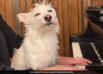 Anand Mahindra Shares Cute Video Of Dog Enjoying Man Playing Piano Internet Loves It
