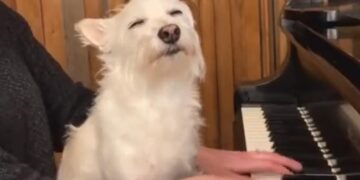 Anand Mahindra Shares Cute Video Of Dog Enjoying Man Playing Piano Internet Loves It