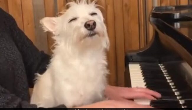 Anand Mahindra Shares Cute Video Of Dog Enjoying Man Playing Piano Internet Loves It