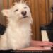 Anand Mahindra Shares Cute Video Of Dog Enjoying Man Playing Piano Internet Loves It