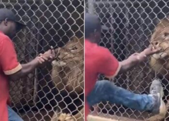 Lion Attacks Man In Zoo: Lion Bites Off Man Finger After He Tries To Annoy It | Viral Video Of A Lion Chewed Finger Of A Man, Sher Ka Humla