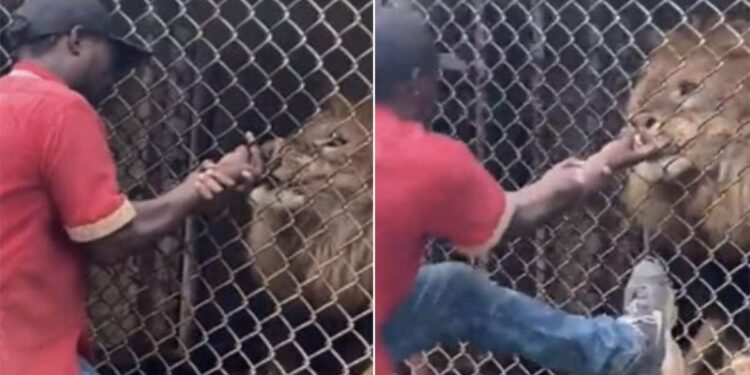 Lion Attacks Man In Zoo: Lion Bites Off Man Finger After He Tries To Annoy It | Viral Video Of A Lion Chewed Finger Of A Man, Sher Ka Humla