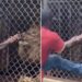 Lion Attacks Man In Zoo: Lion Bites Off Man Finger After He Tries To Annoy It | Viral Video Of A Lion Chewed Finger Of A Man, Sher Ka Humla