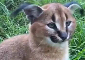 कान से बिल्ली मौसी ने ब्रेक डांस कर किया कमाल, वीडियो देख ऋतिक रौशन की याद आ जाएगी