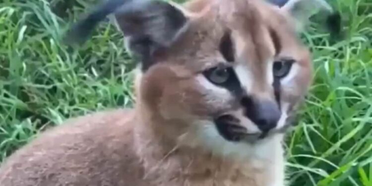 कान से बिल्ली मौसी ने ब्रेक डांस कर किया कमाल, वीडियो देख ऋतिक रौशन की याद आ जाएगी