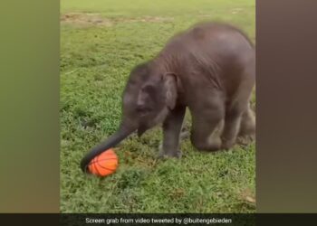 Baby Elephant Was Playing Football Slipped And Fell Then What Happened You Will Say So Cute