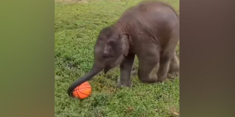 Baby Elephant Was Playing Football Slipped And Fell Then What Happened You Will Say So Cute