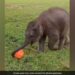 Baby Elephant Was Playing Football Slipped And Fell Then What Happened You Will Say So Cute