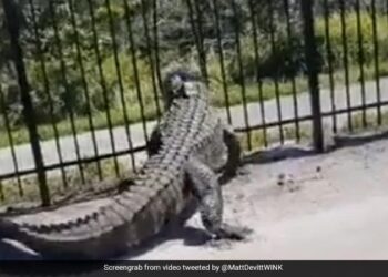 Alligator Bending A Fence In Florida Shocks The Internet Watch Viral Video – लोहे के बाड़ को तोड़कर बाहर निकला घड़ियाल, Video देख खड़े हो जाएंगे रोंगटे, लोग बोले