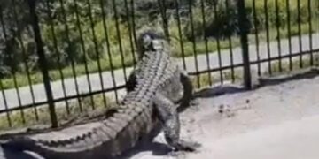 Alligator Bending A Fence In Florida Shocks The Internet Watch Viral Video – लोहे के बाड़ को तोड़कर बाहर निकला घड़ियाल, Video देख खड़े हो जाएंगे रोंगटे, लोग बोले