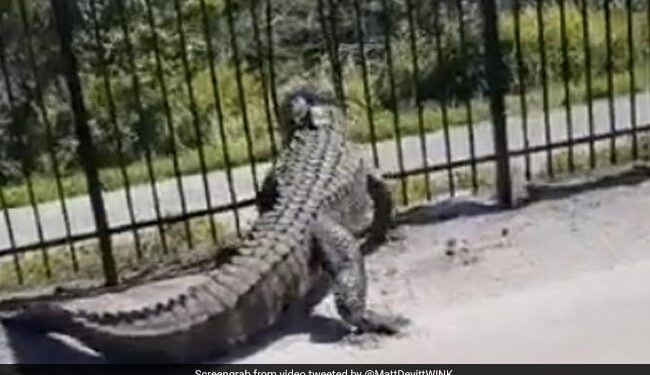 Alligator Bending A Fence In Florida Shocks The Internet Watch Viral Video – लोहे के बाड़ को तोड़कर बाहर निकला घड़ियाल, Video देख खड़े हो जाएंगे रोंगटे, लोग बोले