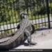 Alligator Bending A Fence In Florida Shocks The Internet Watch Viral Video – लोहे के बाड़ को तोड़कर बाहर निकला घड़ियाल, Video देख खड़े हो जाएंगे रोंगटे, लोग बोले