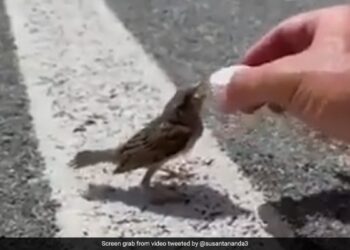 IFS Officer Sushant Nanda Shares Video Of Cyclist Offering Water To Thirsty Sparrow He Has A Message Too