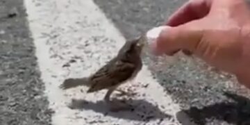 IFS Officer Sushant Nanda Shares Video Of Cyclist Offering Water To Thirsty Sparrow He Has A Message Too