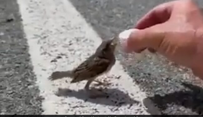 IFS Officer Sushant Nanda Shares Video Of Cyclist Offering Water To Thirsty Sparrow He Has A Message Too