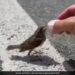 IFS Officer Sushant Nanda Shares Video Of Cyclist Offering Water To Thirsty Sparrow He Has A Message Too