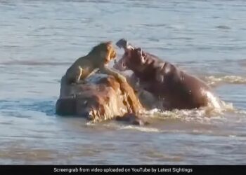 Shocking Attacks Of Hippos In The Wild: Wildlife Shocking Video, Lion Shocking Video, Hippo Fight With Lion, Jungle Ka Video,Lion Vs Hippo Fight Video