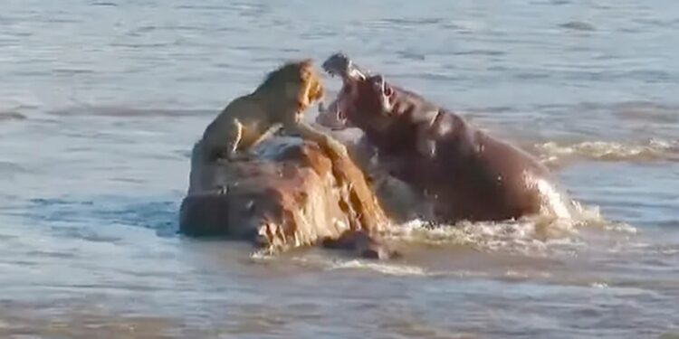Shocking Attacks Of Hippos In The Wild: Wildlife Shocking Video, Lion Shocking Video, Hippo Fight With Lion, Jungle Ka Video,Lion Vs Hippo Fight Video