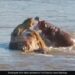 Shocking Attacks Of Hippos In The Wild: Wildlife Shocking Video, Lion Shocking Video, Hippo Fight With Lion, Jungle Ka Video,Lion Vs Hippo Fight Video