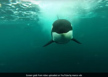 Incredible Speed Of Killer Whale Chasing A Speedboat Captured In Underwater Camera See Old Video