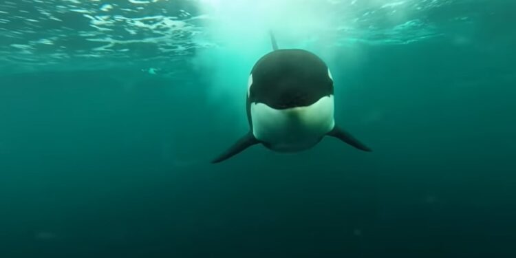 Incredible Speed Of Killer Whale Chasing A Speedboat Captured In Underwater Camera See Old Video