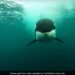 Incredible Speed Of Killer Whale Chasing A Speedboat Captured In Underwater Camera See Old Video