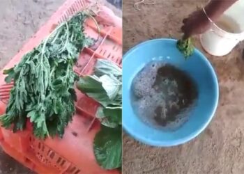 The Vegetable Had Become Spoiled, It Became Fresh As Soon As It Was Mixed With Chemicals, People Said – Oh My God, We Are Eating Poison! – ख़राब हो गई थी सब्जी, कैमिकल में मिलाते ही ताजी हो गई, लोगों ने कहा