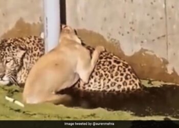 Dog Climbs Up On Leopard Back For Saving Life As They Both Struggle For Lives IFS Gave Life Truth See Video
