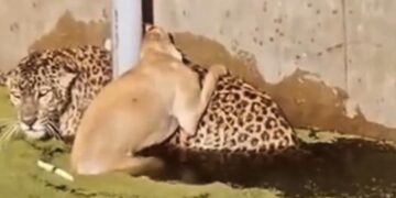 Dog Climbs Up On Leopard Back For Saving Life As They Both Struggle For Lives IFS Gave Life Truth See Video