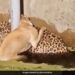 Dog Climbs Up On Leopard Back For Saving Life As They Both Struggle For Lives IFS Gave Life Truth See Video